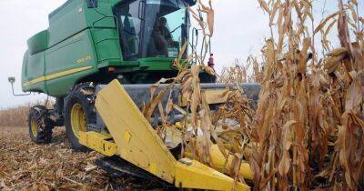 Украина не смогла собрать треть урожая кукурузы из-за отключений света и дождей, — Bloomberg