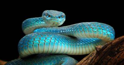 У змей есть клитор: ученые совершили сенсационное открытие