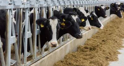В Столинском районе вступила в строй новая молочно-товарная ферма на 800 голов