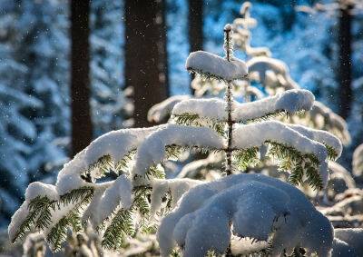 Предупреждение о сильных снегопадах объявлено в Чехии