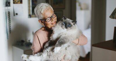 Подарите бабушке друга. Топ-5 лучших пород кошек для пожилых людей - focus.ua - Украина