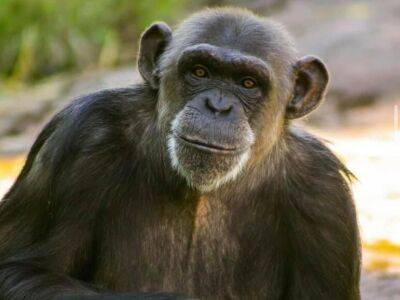 В Швеции усыпили трех шимпанзе, сбежавших из зоопарка. Еще четырех животных пытаются поймать - gordonua.com - Украина - Швеция