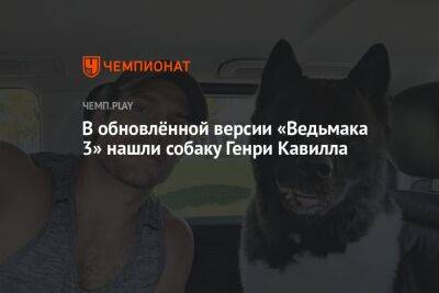 Кларк Кент - В обновлённой версии «Ведьмака 3» нашли собаку Генри Кавилла - championat.com