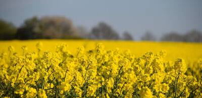 В 2023 ріпак для біодизеля може стати конкурентом українському соняшнику