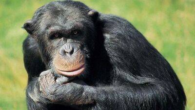 В зоопарке Фурувика в Швеции застрелили трех сбежавших шимпанзе
