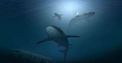 На глубине Индийского океана обнаружено древнее кладбище акул