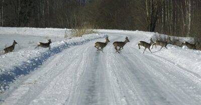 Ведется сбор подписей за ограничение охоты в Национальных парках Латвии