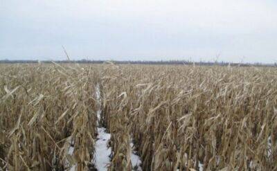 Украинский урожай оказался под угрозой: "Влияет на весь мир"