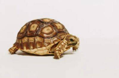 Чем опасны домашние черепахи: узнав это, вы никогда их не заведете