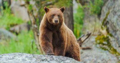 9000 лет эволюции. Американские черные медведи медленно краснеют и ученые не знают почему - focus.ua - США - Украина - Япония - Канада - шт. Невада - шт. Аризона - штат Айдахо