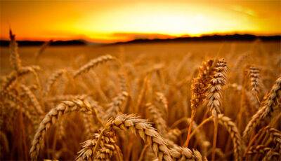 Аграрії зібрали 44,9 млн тонн зернових