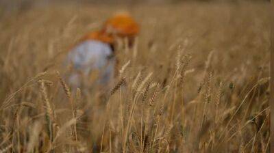 Сирия в этом году в 20 раз увеличила импорт пшеницы из оккупированного рф Крыма - unn.com.ua - США - Сирия - Украина - Киев - Крым - Севастополь