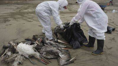 Птичий грипп убил тысячи пеликанов в Перу