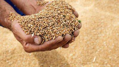 Таджикистан стал меньше закупать подорожавшую пшеницу из Казахстана