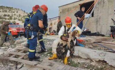 В Кало Хорио собаки спасены из скотомогильника