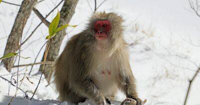 Ловкие удильщики. Ученые впервые засняли, как снежные обезьяны ловят рыбу, чтобы пережить зиму (фото)
