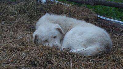 Под Астраханью обнаружили 60 мёртвых собак без лап, носов и глаз