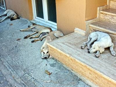 Под Астраханью нашли 60 мертвых собак без лап, носов и глаз. В тот же день консульства Украины получили окровавленные пакеты с глазами животных