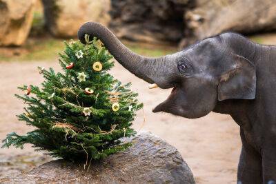 Дети смогут бесплатно посетить «Пражский зоопарк» в рождественские праздники