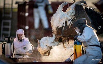 В Европе зафиксировали сильнейшую вспышку птичьего гриппа
