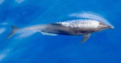Неожиданное открытие. В Тихом океане найден новый подвид дельфинов, который все еще развивается