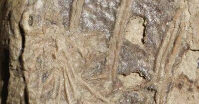 Дальний предок человека. Ученые впервые нашли в желудке динозавра остатки млекопитающего