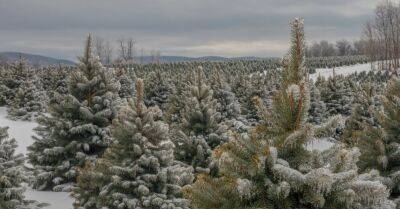 В этом году упал спрос на живые рождественские елки