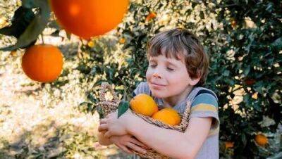 В Израиле начался самосбор апельсинов и клементинов: куда поехать, сколько стоит