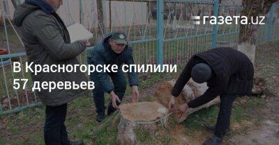 В Красногорске спилили 57 деревьев