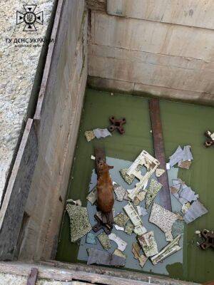 В Одессе спасатели вытащили собаку из бетонной ловушки | Новости Одессы
