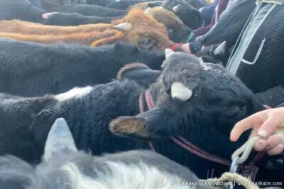 Арендаторы Дашогузского велаята пытаются вернуть скот сельхозобъединениям из-за нехватки корма
