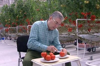 Россельхознадзор в очередной раз нашел вредителей в туркменских томатах