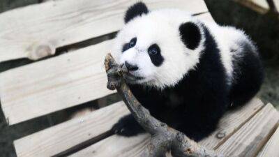 Самец панды в нидерландском зоопарке оказался самкой