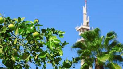 Раз и навсегда: можно ли есть плоды с деревьев у дома в Израиле