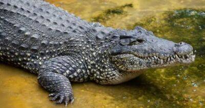 Слабоумие и отвага. Вымирающий кубинский крокодил проиграл бой c электропроводкой