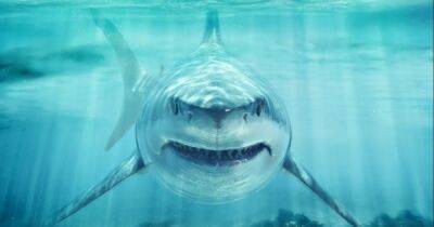 Голодают и умирают. Ученые рассказали, почему белым акулам ни за что не удастся выжить в неволе