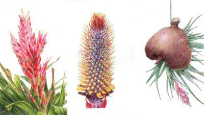 Выставка «Орхидеи, бромелиевые, суккуленты и кактусы» открыта до весны в «Аптекарском огороде»