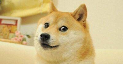 "Ситуация очень опасная": ставший символом Dogecoin мемный пес серьезно заболел (фото)