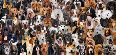 Тривалість життя різних порід собак порівняли вчені