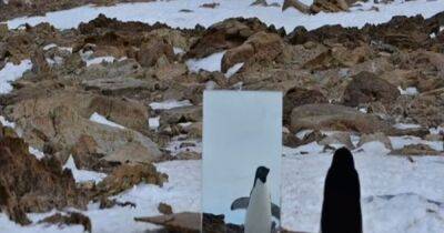 Осознанные существа. Пингвины Адели впервые взглянули на себя в зеркало и удивили ученых (фото)
