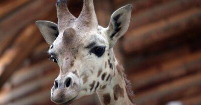 Посетитель Рижского зоопарка швырнул жирафу капустный лист, что создало угрозу жизни животного