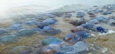 Узбережжя Одещини покрилося мільйонами гігантських медуз (фото)