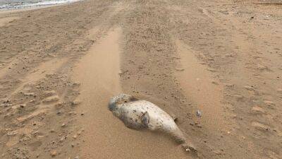 На побережье Каспийского моря обнаружили 700 мертвых тюленей