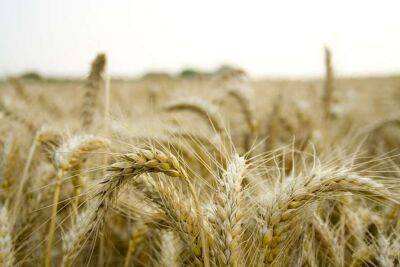 Стало відомо, скільки українського зерна було вкрадено Росією, цифра шокує