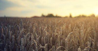 Первая армия мира по воровству: РФ украла украинской пшеницы минимум на $1 млрд
