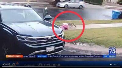Волк напал на 2-летнюю дочь израильтян в США
