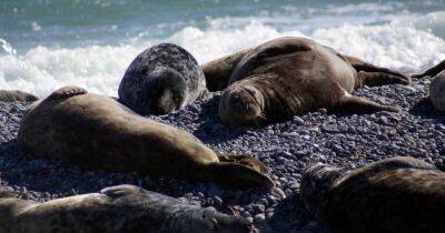 На берегу Каспийского моря в Дагестане обнаружены 2500 мертвых тюленей