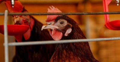 В Японии из-за вспышки птичьего гриппа уничтожат более 300 тыс. кур