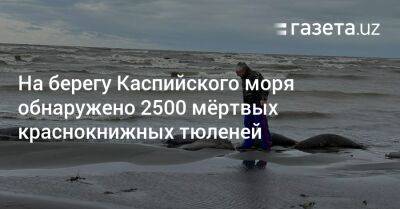 На берегу Каспийского моря обнаружено 2500 мёртвых краснокнижных тюленей