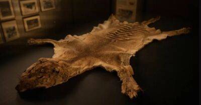 Потеряли в Нарнии. Останки последнего тасманийского тигра 85 лет пылились в шкафу музея